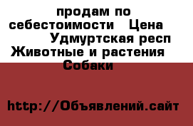 продам по себестоимости › Цена ­ 17 000 - Удмуртская респ. Животные и растения » Собаки   